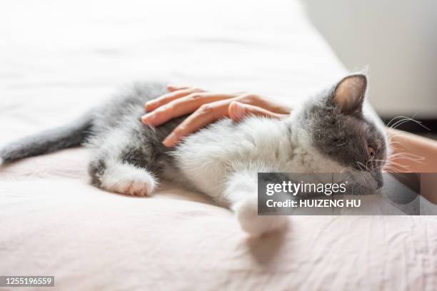 woman's hand touching a kitten. british shorthair kitten. - cucciolo di animale foto e immagini stock