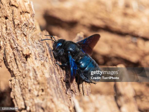 big blue wild bumblebee on tree log - giant bee stockfoto's en -beelden