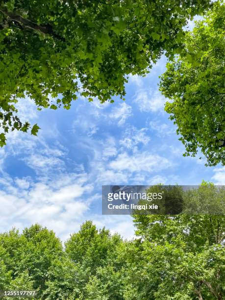 big tree under blue sky and white clouds - tree under blue sky stockfoto's en -beelden