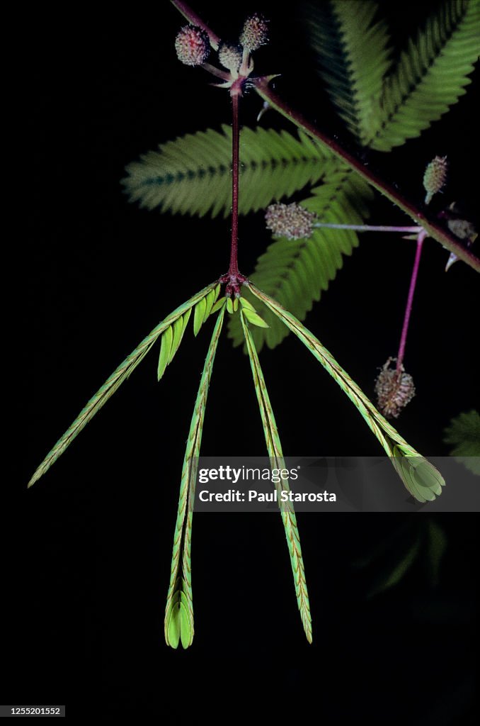 Mimosa pudica (sensitive plant, sleepy plant, action plant, Dormilones, touch-me-not, shameplant, zombie plant, shy lady, shy plant) - stimulated leaf