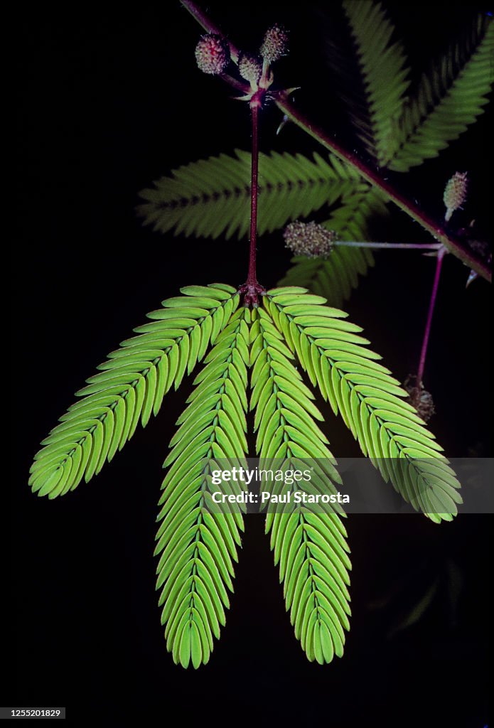Mimosa pudica (sensitive plant, sleepy plant, action plant, Dormilones, touch-me-not, shameplant, zombie plant, shy lady, shy plant) - unstimulated leaf