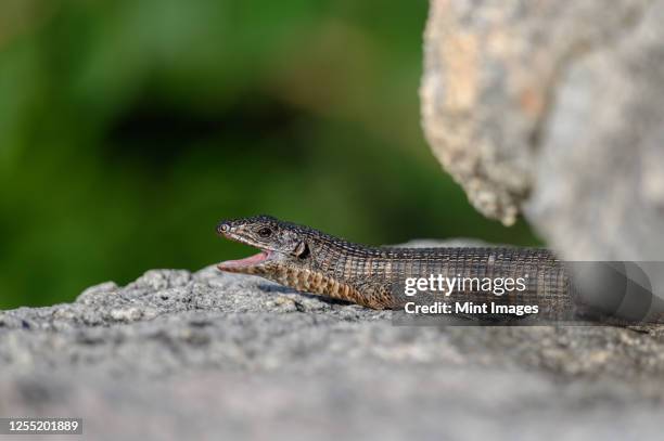 a giant plated lizard, gerrhosaurus validus, lies on a rock, mouth open, looking out of frame - plated lizard stock pictures, royalty-free photos & images