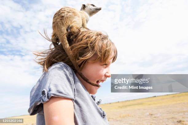 five year old boy with meerkat on his head, kalahari desert, makgadikgadi salt pans, botswana - kalahari desert stockfoto's en -beelden
