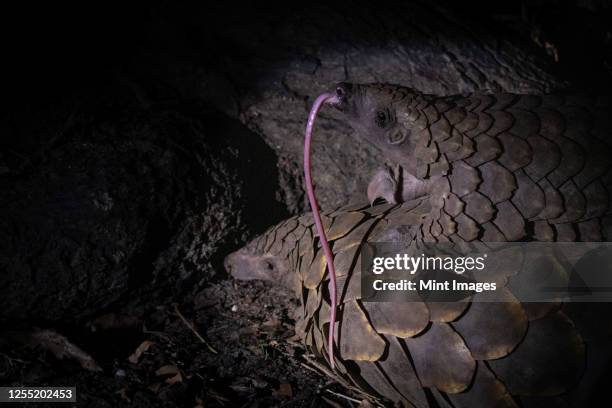 a pangolin, smutsia temminckii, lies on the ground while her pup lies on her back, tongue extended out - pangolin stock pictures, royalty-free photos & images