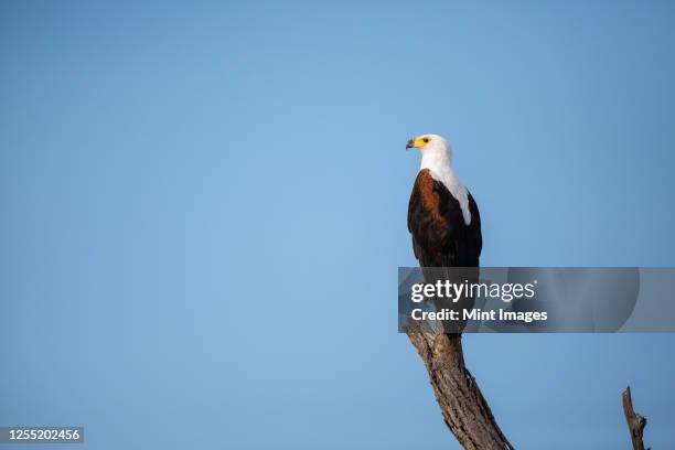 a fish eagle, haliaeetus vocifer, perches on a dead branch, looking out of frame, blue sky background - african fish eagle fotografías e imágenes de stock