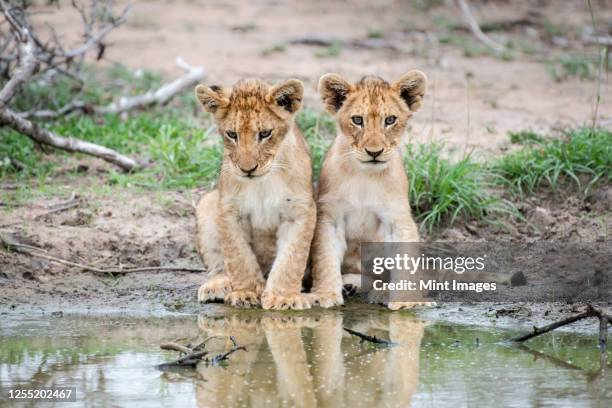two lion cubs, panthera leo, sit together at the edge of a water hole, reflections in water - preservação da fauna selvagem - fotografias e filmes do acervo