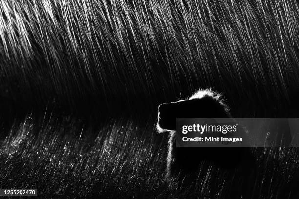 a side profile of a male lion, panthera leo, lying in tall grass, looking up, at night, lit up by spotlight, in black and white - lion black and white stock pictures, royalty-free photos & images