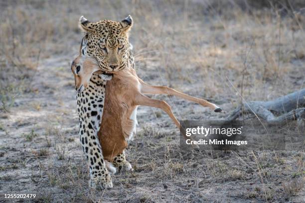 a leopard, panthera pardus, walks towards the camera, holding an impala calf carcass in its mouth, aepyceros melampus - impala stock pictures, royalty-free photos & images