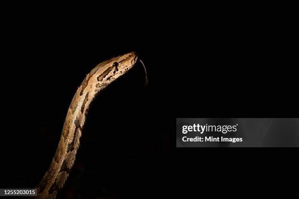 274 Serpent Safari Stock Photos, High-Res Pictures, and Images - Getty ...