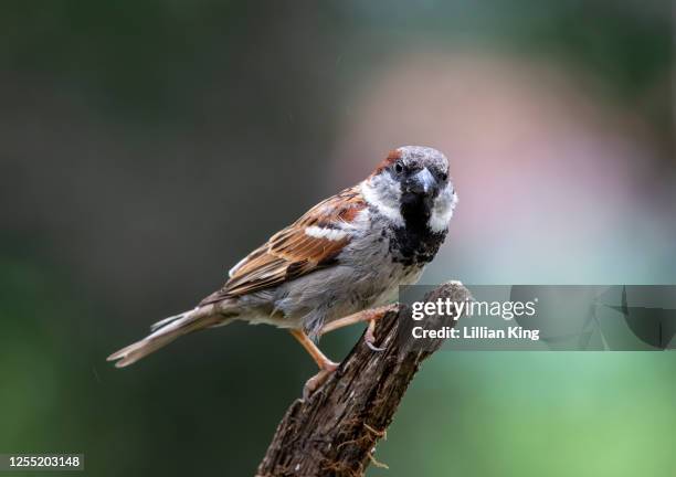 house sparrow - mus stockfoto's en -beelden