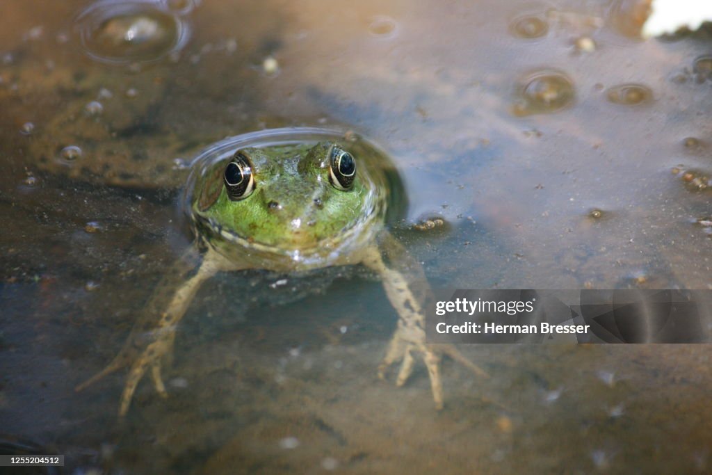Female Common Green Frog looking at the camera