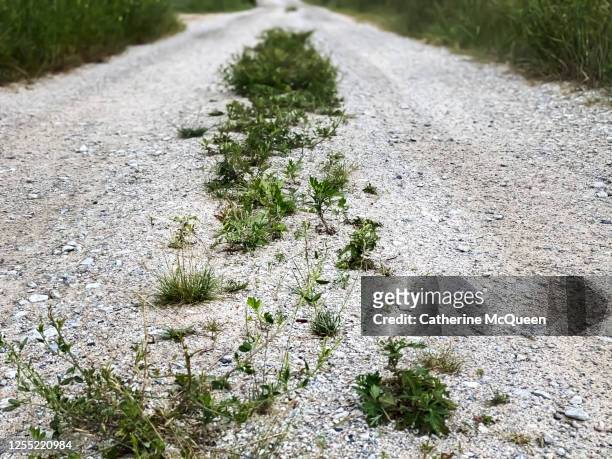 gravel coastal road with wild sea plants down the middle - uncultivated stock pictures, royalty-free photos & images