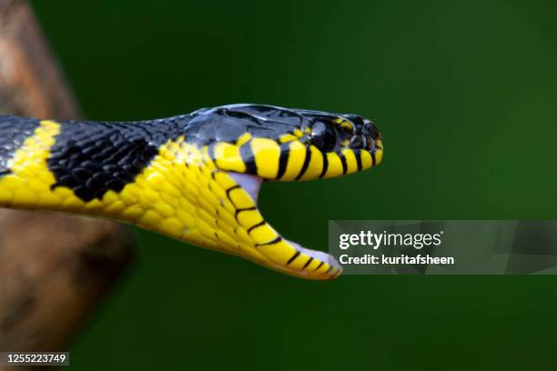 close-up of a boiga snake, indonesia - snake mouth open stock pictures, royalty-free photos & images