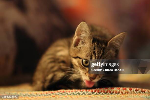 brindle kitten - tabby cat stock pictures, royalty-free photos & images