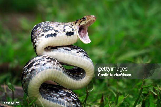 copper-head trinket snake ready to strike, indonesia - snake mouth open stock pictures, royalty-free photos & images