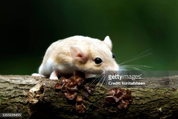 close-up of a gerbil on a tree trunk, indonesia - gerbo fotografías e imágenes de stock