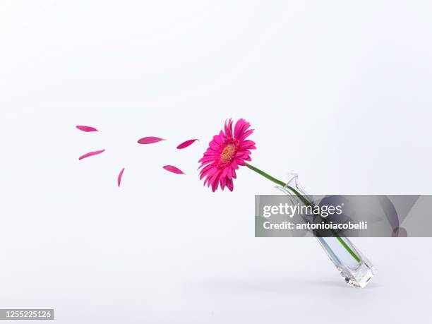 gerbera in a vase with flower petals flying off - gerbera photos et images de collection