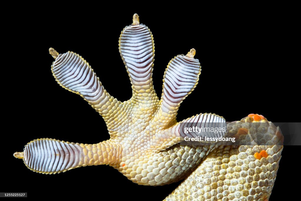 Close-up of a Spotted House Gecko foot