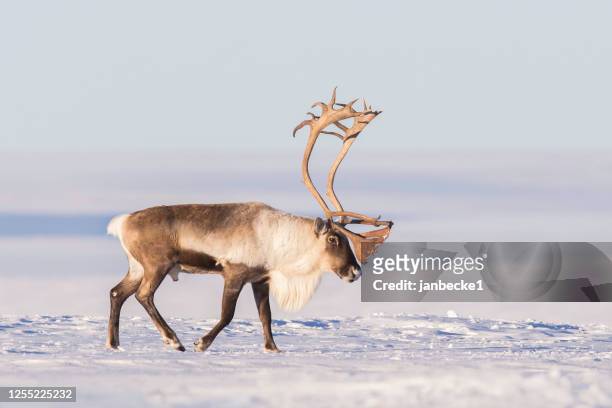 portrait of a reindeer walking in the snow, alaska, usa - reindeer stock-fotos und bilder