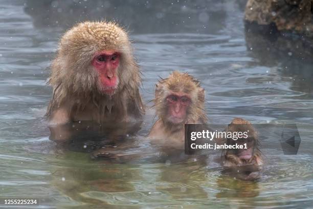 japanese macaque monkeys in a hot spring, yamanochi, nagano, japan - alert 3 stock pictures, royalty-free photos & images