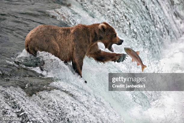 brown bear standing in a river catching a salmon, alaska, usa - catching fish foto e immagini stock