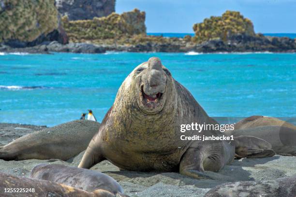 portrait of an elephant seal on beach amongst seals and penguins, alaska, usa - elephant seal stockfoto's en -beelden