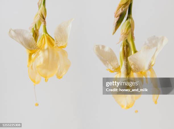 two irises dipped in cosmetic oil - upside down flowers stock pictures, royalty-free photos & images