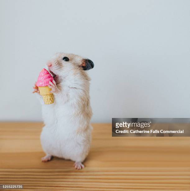639 Funny Hamster Photos and Premium High Res Pictures - Getty Images