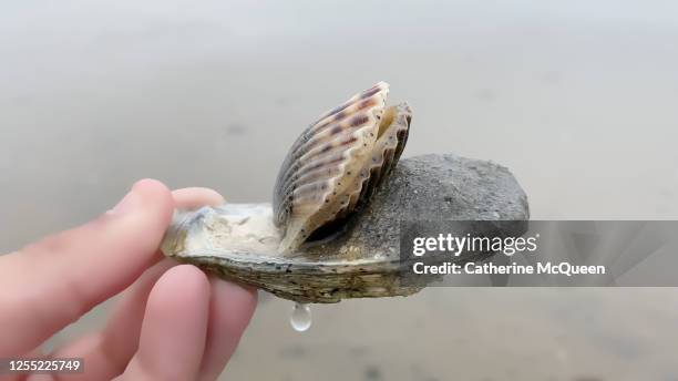 Sea Shell Falling African American Sea Shell Photos and Premium High Res Pictures - Getty ...