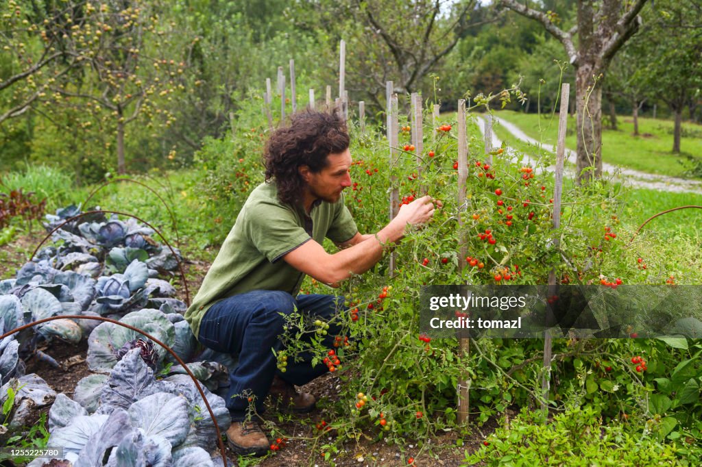 Cherry tomato harvest