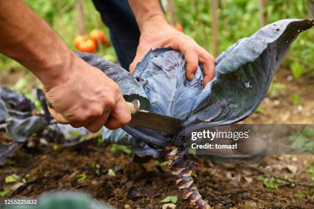 cabbage harvest - red cabbage stock pictures, royalty-free photos & images