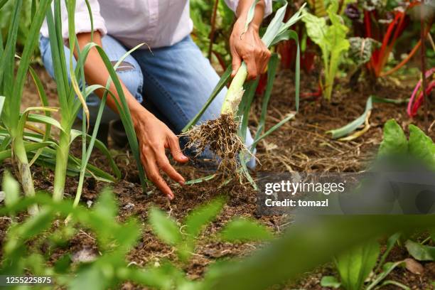 purjolök skörd - garden harvest bildbanksfoton och bilder