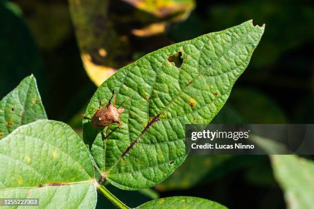 soybean bug - infestação praga - fotografias e filmes do acervo