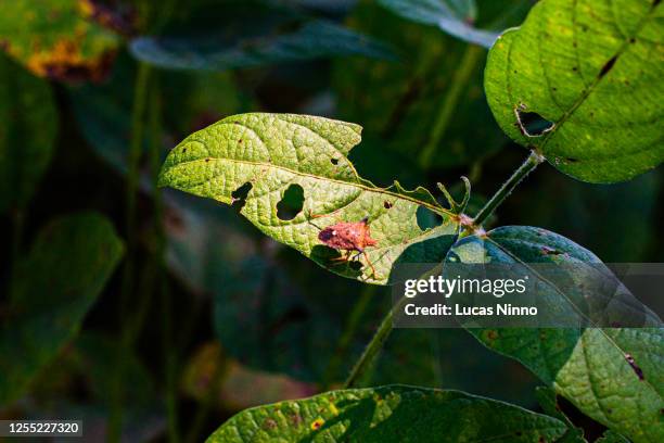 soybean bug infestation - infestação praga - fotografias e filmes do acervo