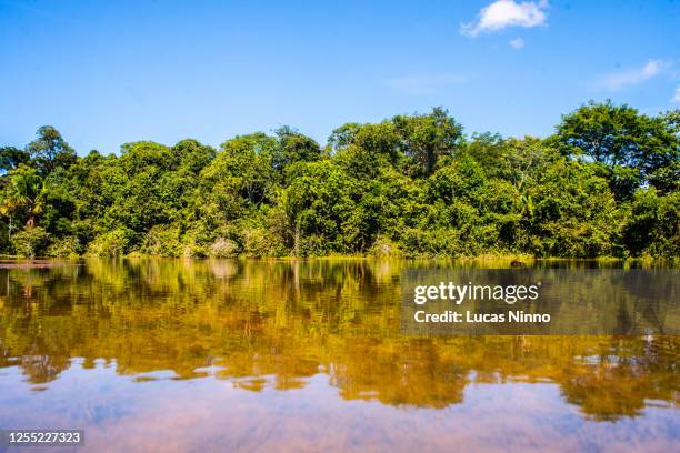 lake in a nature reserve area in mato grosso, brazil. - pantanal wetlands foto e immagini stock