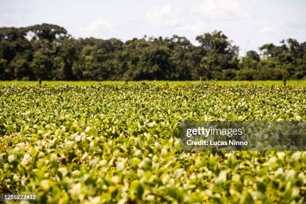 soybean field and protected forest area - cerrado 個照片及圖片檔