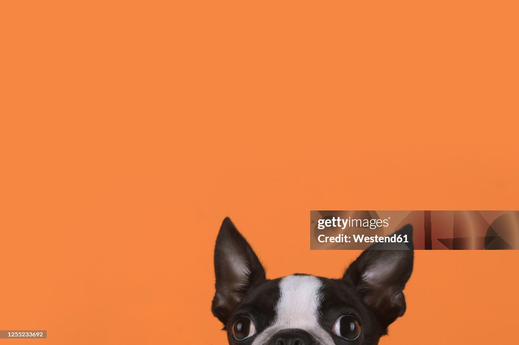 Portrait of boston terrier puppy in front of orange background