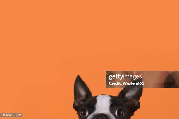 portrait of boston terrier puppy in front of orange background - dog coloured background stock pictures, royalty-free photos & images