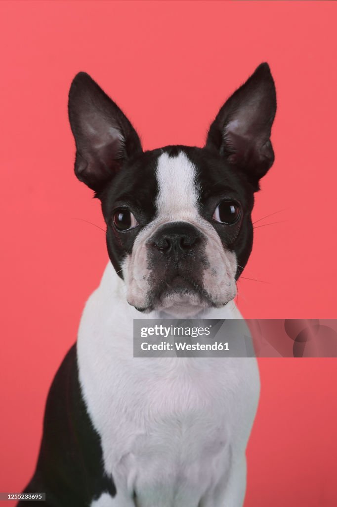 Portrait of boston terrier puppy in front of red background