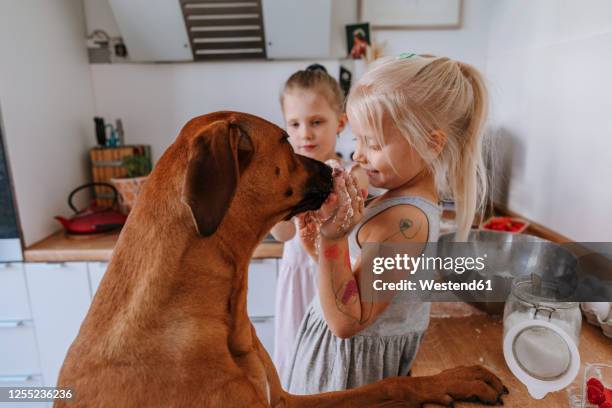 girl with messy hands playing with dog in kitchen at home - canine stock pictures, royalty-free photos & images