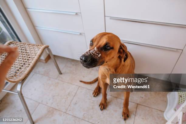 close-up of cute dog with messy face sitting at home - snout stock pictures, royalty-free photos & images