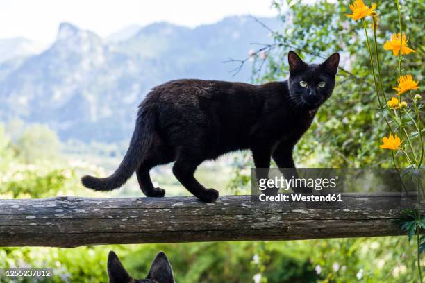 portrait of black cat balancing on wooden railing - domestic cat standing stock pictures, royalty-free photos & images