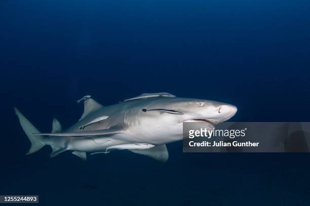 lemon shark at dusk offshore jupiter, florida - symbiotic relationship stock pictures, royalty-free photos & images