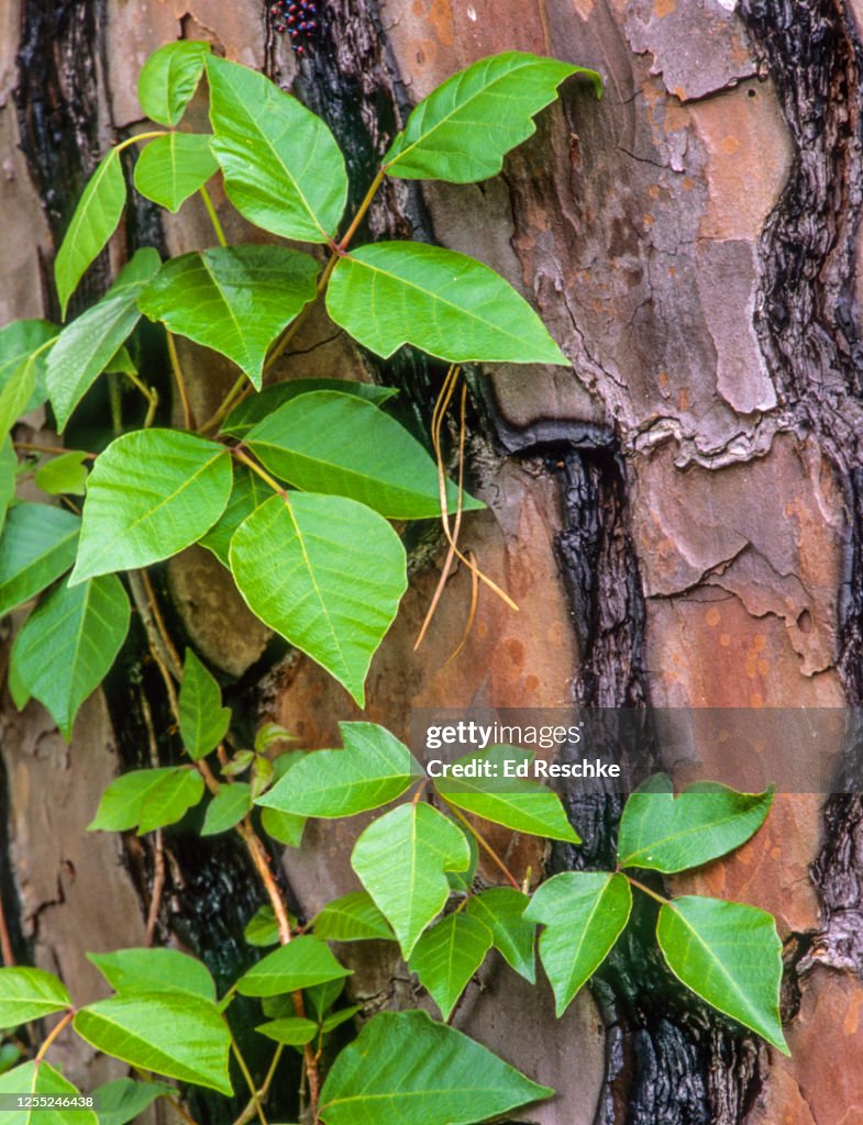 POISON IVY (Toxicodendron radicans) in the form of a VINE climbing a tree