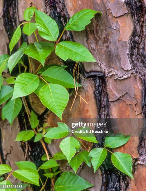poison ivy (toxicodendron radicans) in the form of a vine climbing a tree - toxicodendron diversilobum stock pictures, royalty-free photos & images