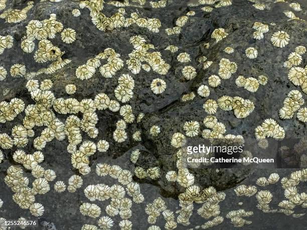 coastal rocks coated with live barnacles - barnacle fotografías e imágenes de stock