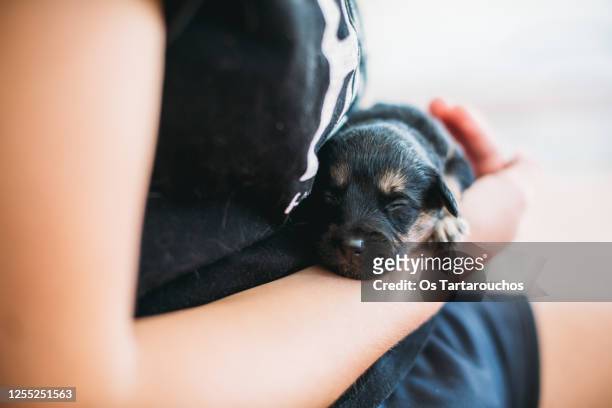 tiny black and tan newborn puppy in a hand - doberman puppy stock pictures, royalty-free photos & images