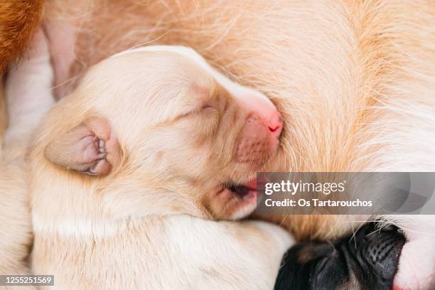 close up of a newborn puppy breastfeeding - animal teat stock pictures, royalty-free photos & images