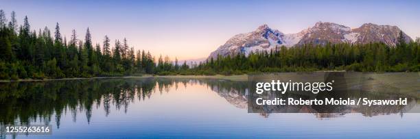 reflections at entova lake at sunrise, valmalenco, italy - snow top mountain pine tree stock pictures, royalty-free photos & images