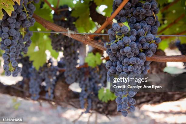 on the grapevine - sonoma valley stock pictures, royalty-free photos & images